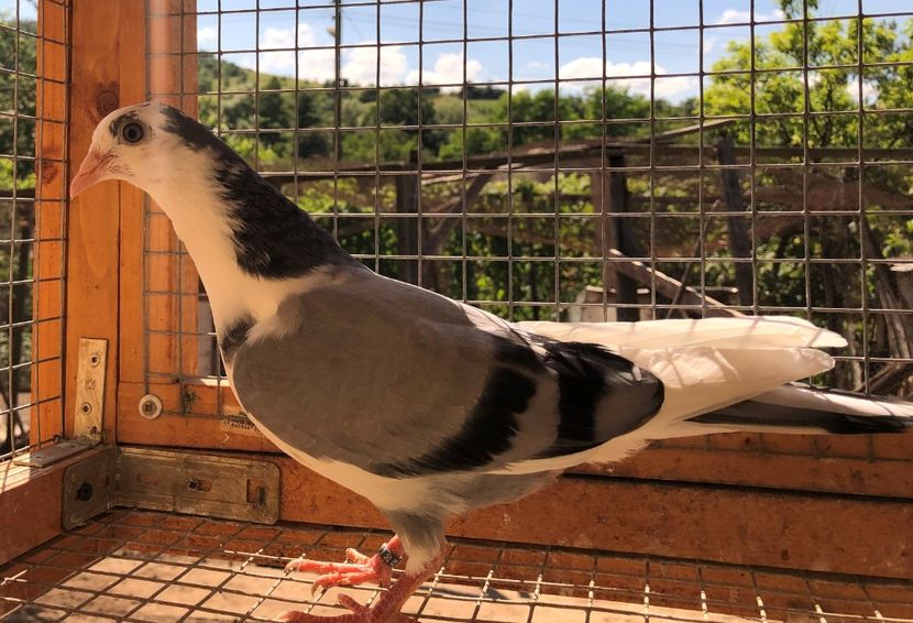 8692  mascul  2020 - Plecați ALBUM 3