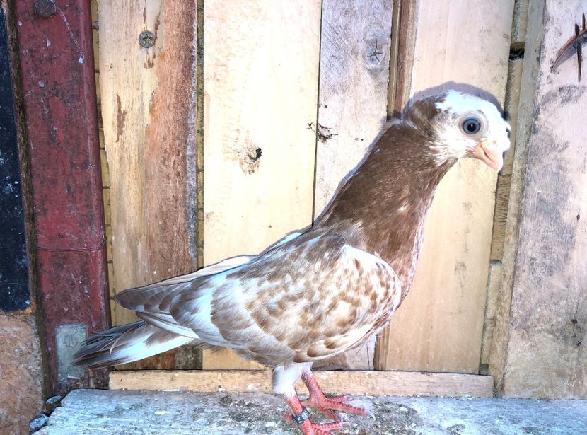 8713  mascul  2020 - Plecați ALBUM 3