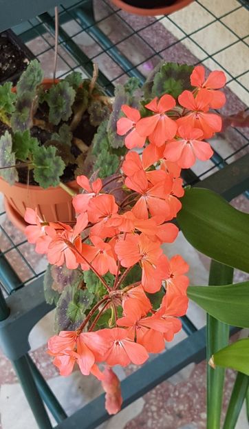 Magic Lantern - Muscate de colectie 2020