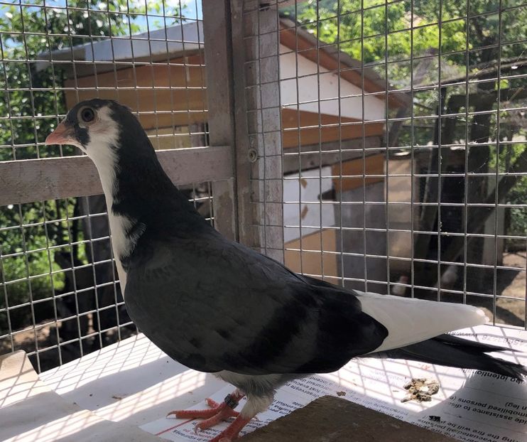 8719  mascul  2020 - Plecați ALBUM 3