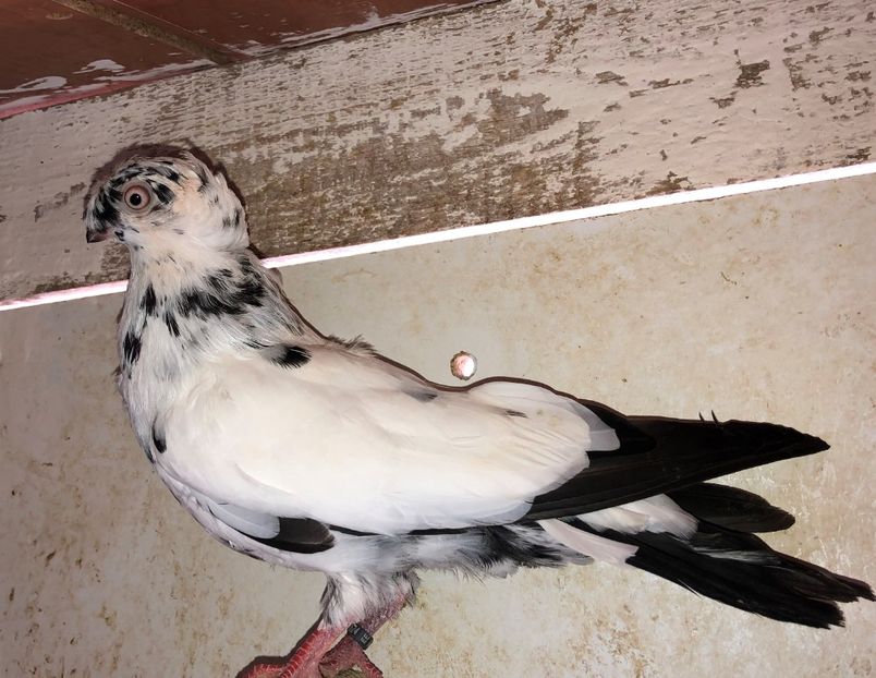 8524  mascul  2020 - Plecați ALBUM 3