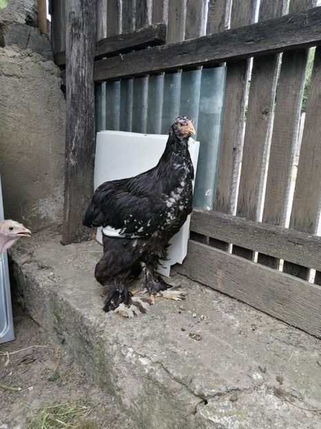  - Brahma potarnichiu albastru silver Orange bobat si HI