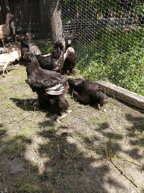  - Brahma potarnichiu albastru silver Orange bobat si HI