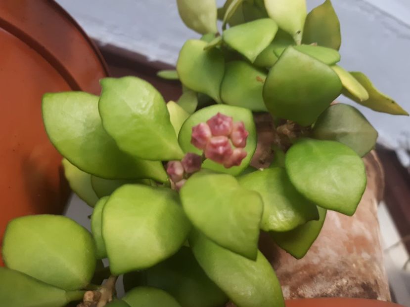 heuskeliana pink - Hoya heuscheliana