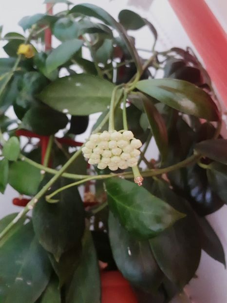 obscura - Hoya obscura longipedunculata