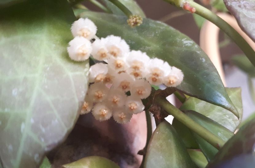 rebecca 3 - Hoya cv rebecca
