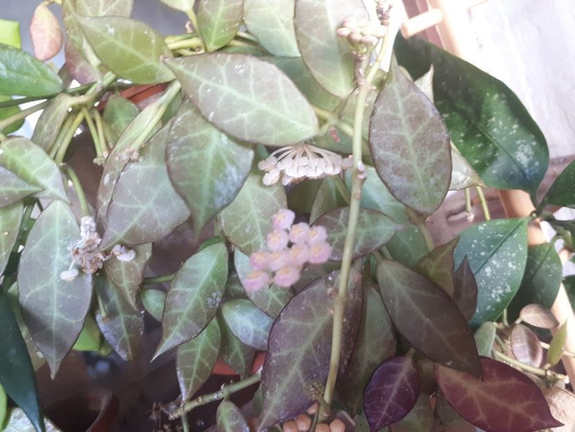 rebecca 2 - Hoya cv rebecca