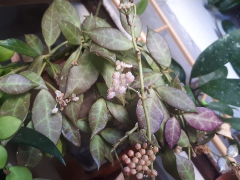 rebecca - Hoya cv rebecca