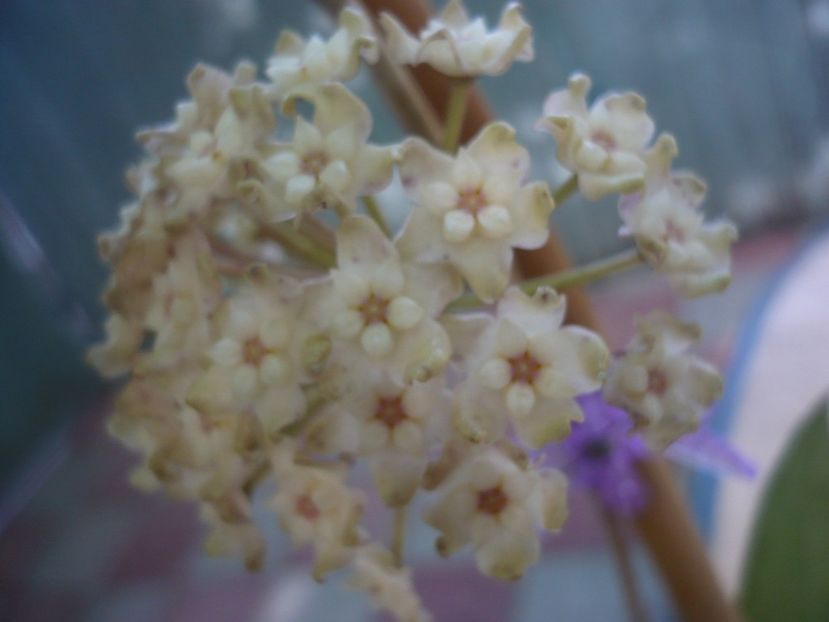 P1440717 - HOYA 2020-1