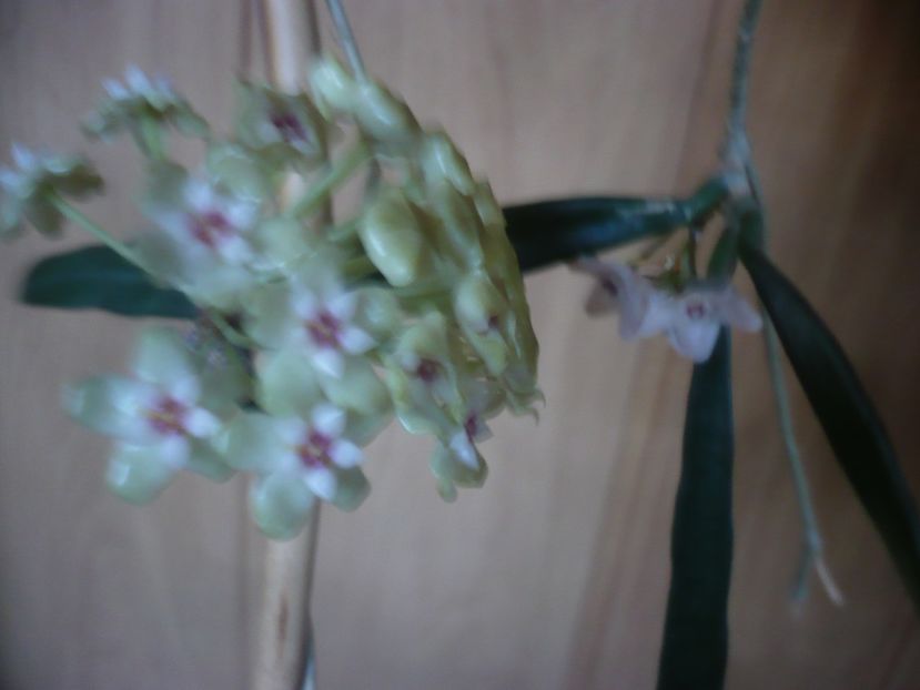P1440728 - HOYA 2020-1