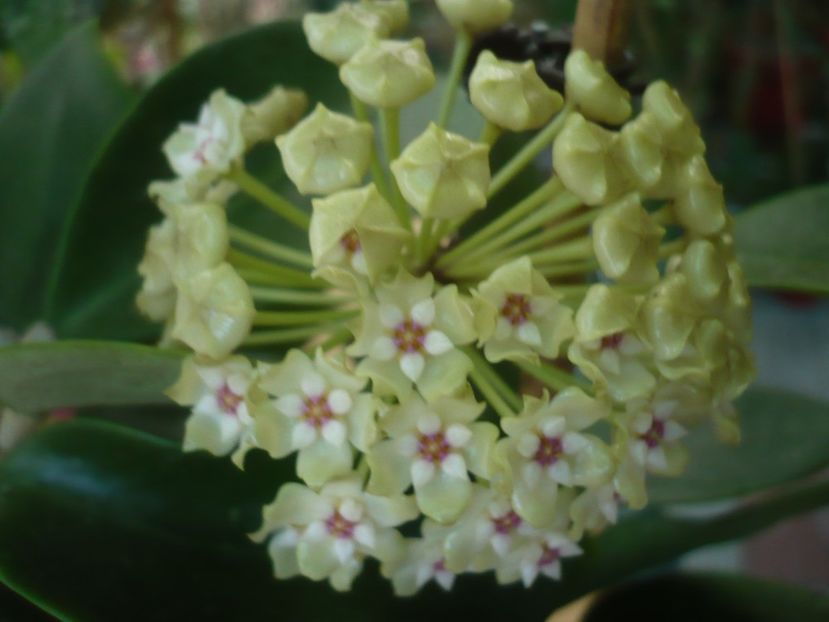P1440732 - HOYA 2020-1