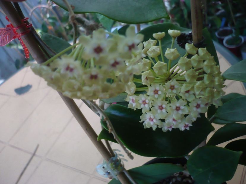 P1440733 - HOYA 2020-1