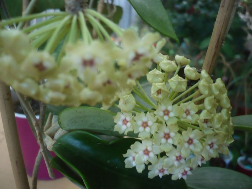P1440734 - HOYA 2020-1