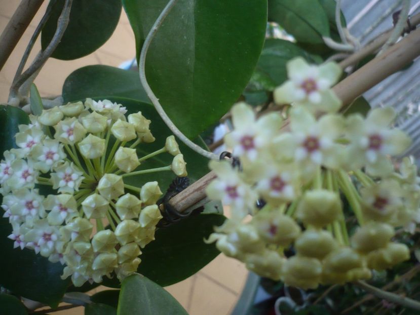 P1440735 - HOYA 2020-1