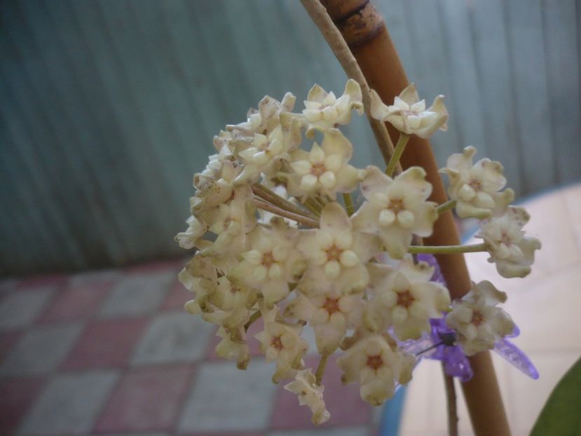P1440736 - HOYA 2020-1