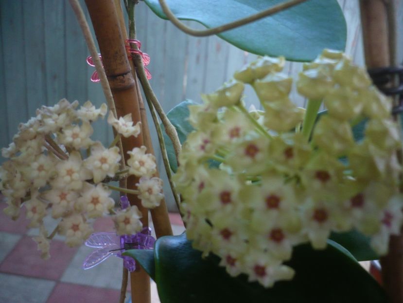 P1440738 - HOYA 2020-1