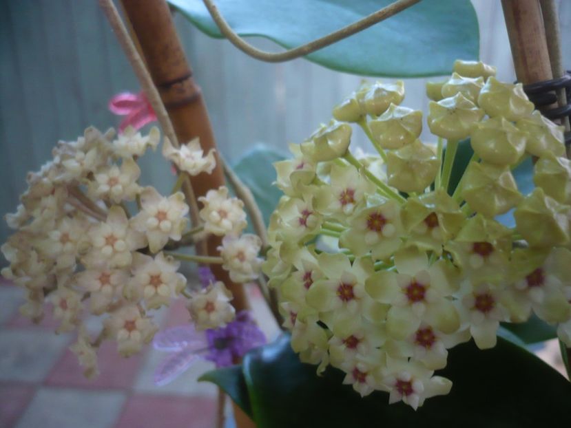 P1440739 - HOYA 2020-1