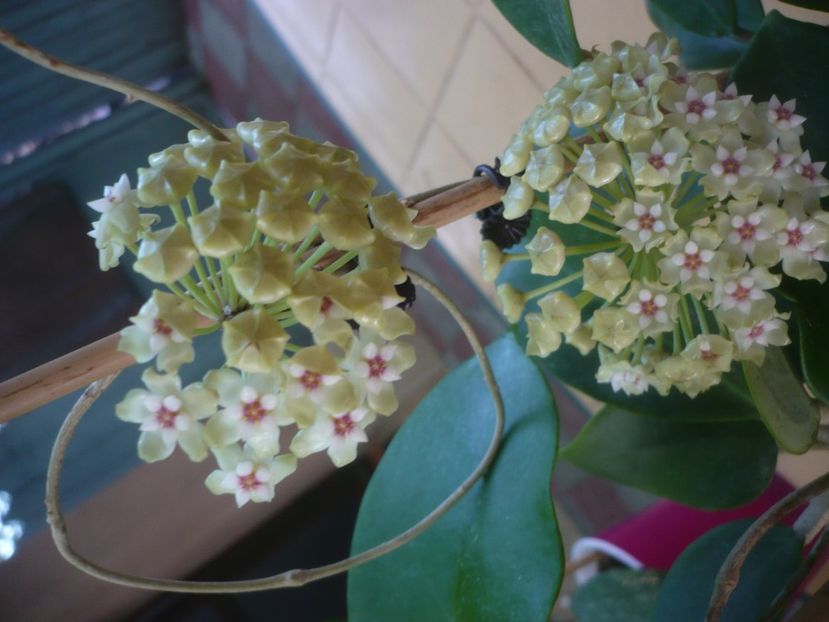 P1440740 - HOYA 2020-1