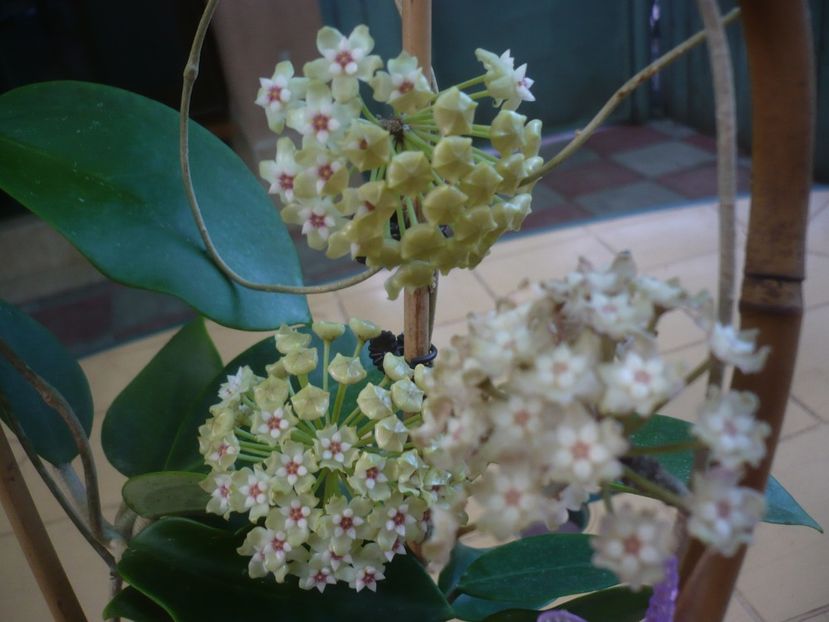 P1440742 - HOYA 2020-1