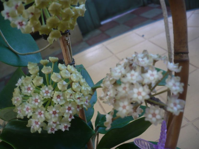P1440744 - HOYA 2020-1
