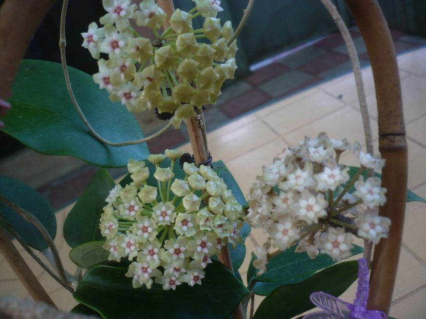 P1440745 - HOYA 2020-1