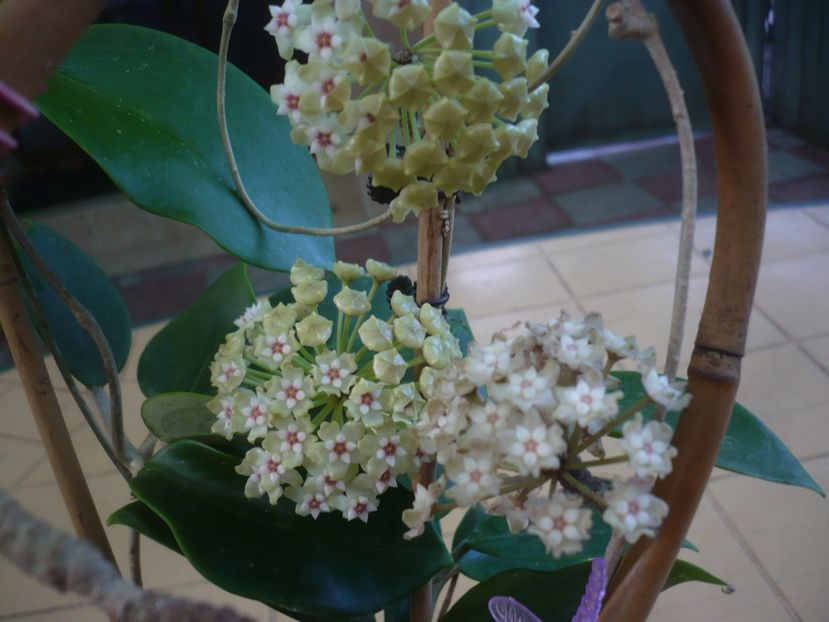 P1440746 - HOYA 2020-1