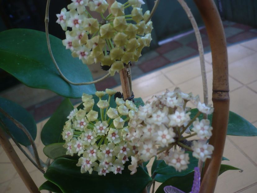 P1440747 - HOYA 2020-1