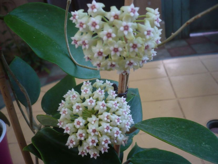 P1440749 - HOYA 2020-1