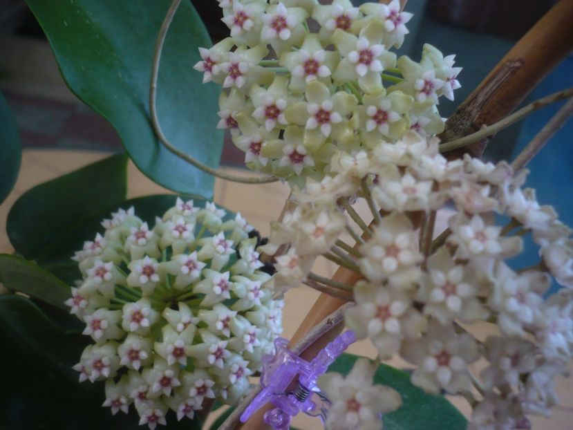 P1440751 - HOYA 2020-1