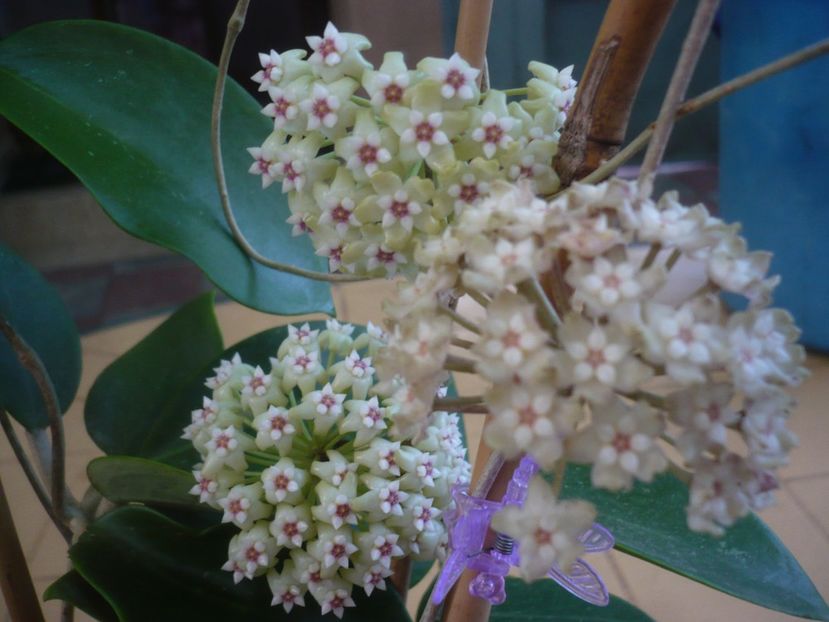 P1440753 - HOYA 2020-1