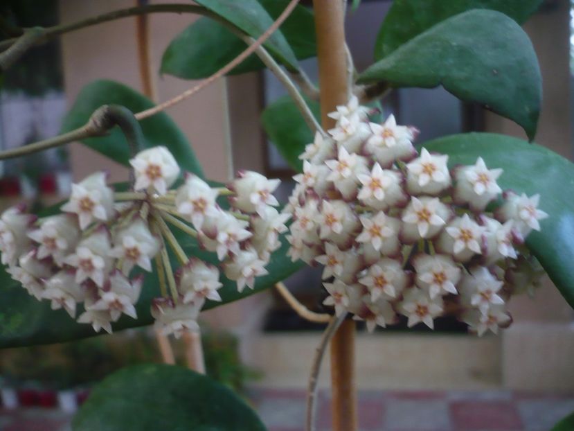 P1440755 - HOYA 2020-1