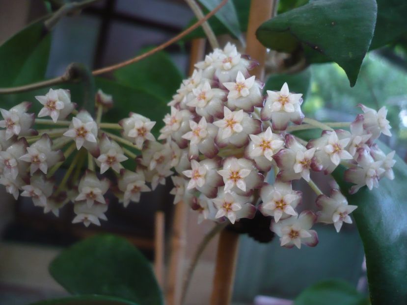 P1440756 - HOYA 2020-1