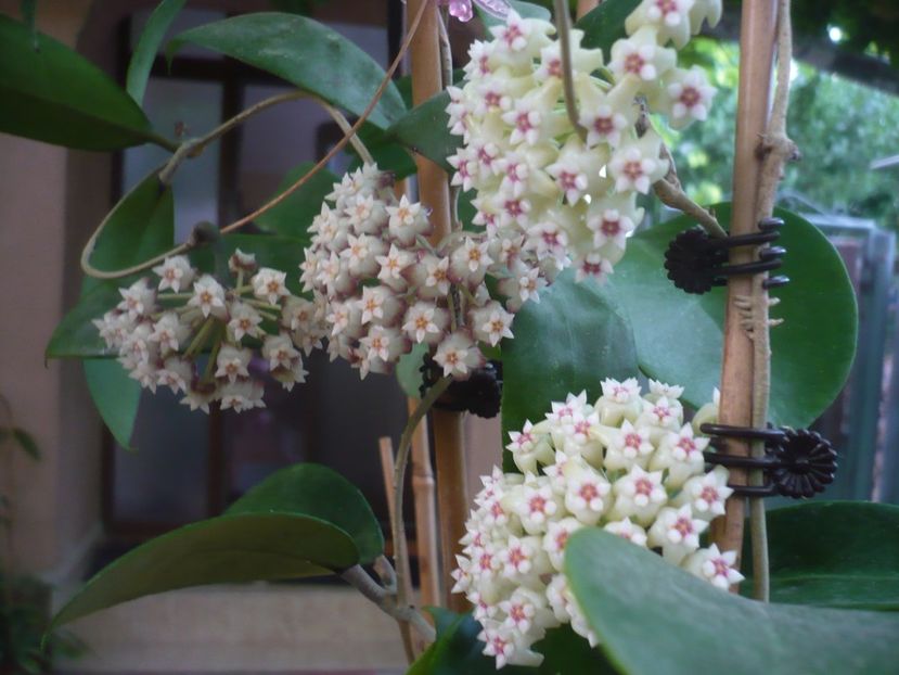 P1440757 - HOYA 2020-1