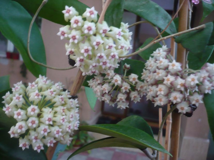 P1440758 - HOYA 2020-1