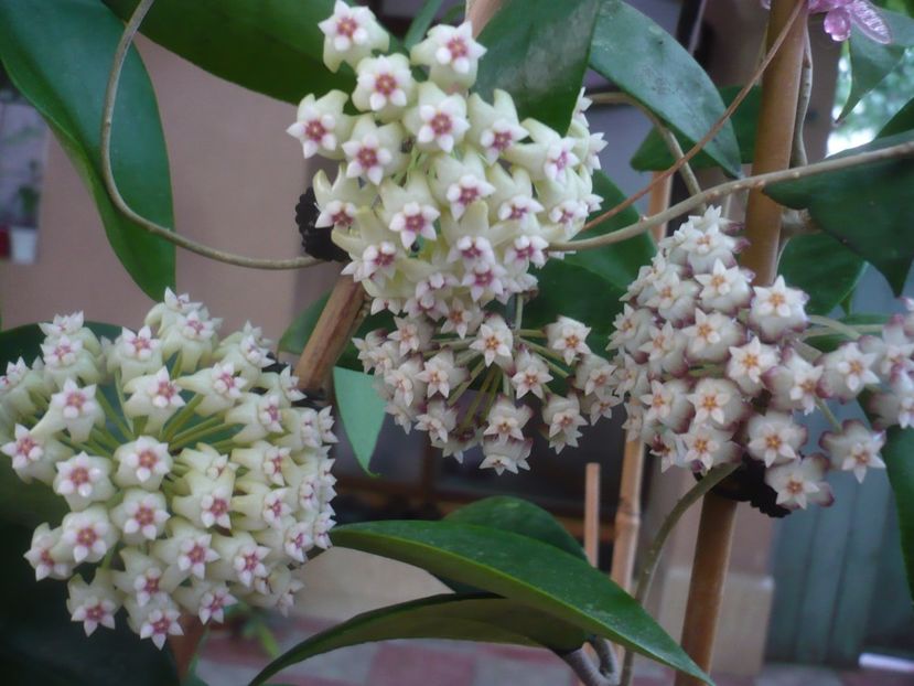 P1440759 - HOYA 2020-1