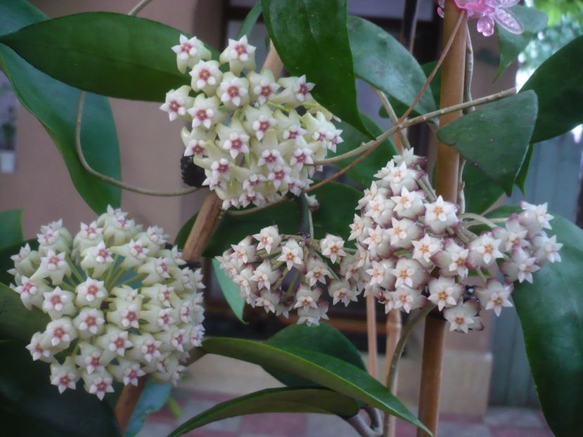 P1440760 - HOYA 2020-1