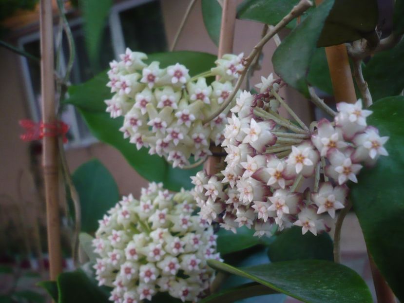 P1440761 - HOYA 2020-1