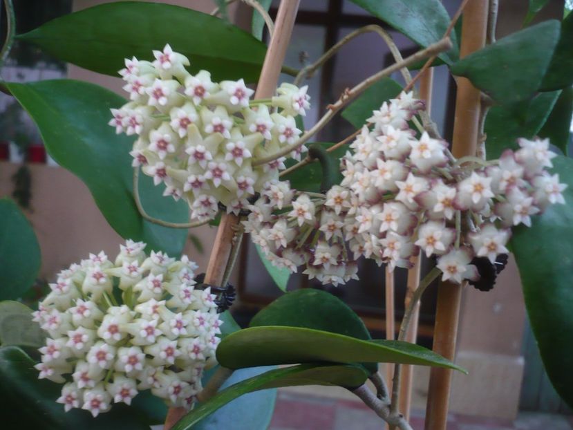 P1440762 - HOYA 2020-1