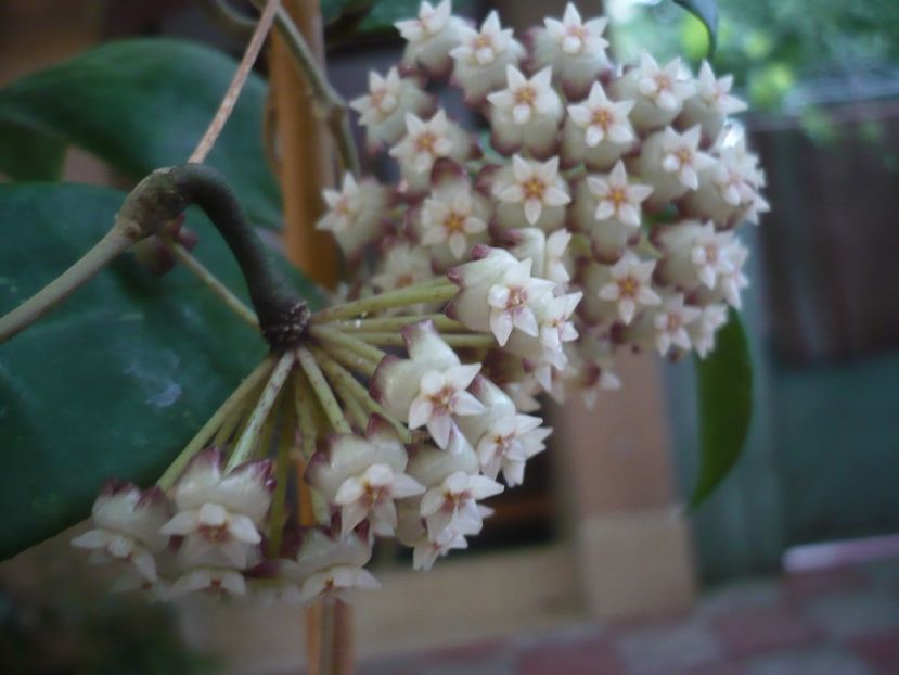 P1440763 - HOYA 2020-1