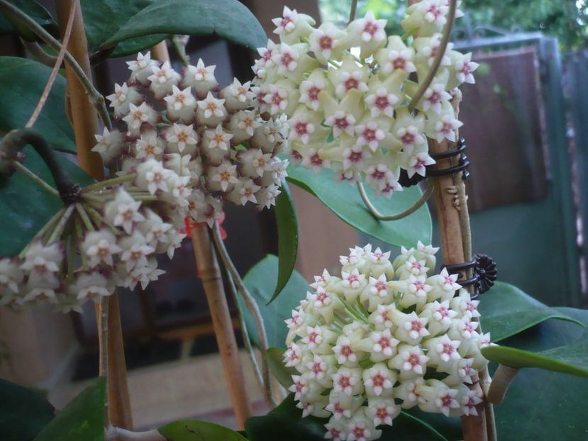 P1440764 - HOYA 2020-1