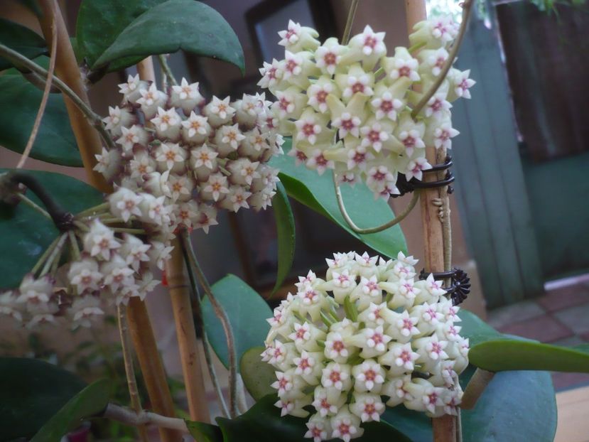 P1440765 - HOYA 2020-1