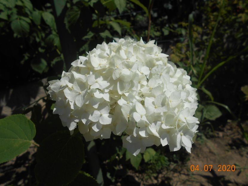  - 1Azalee-rhododendroni-heleborusi-hortensii-hoste 2020