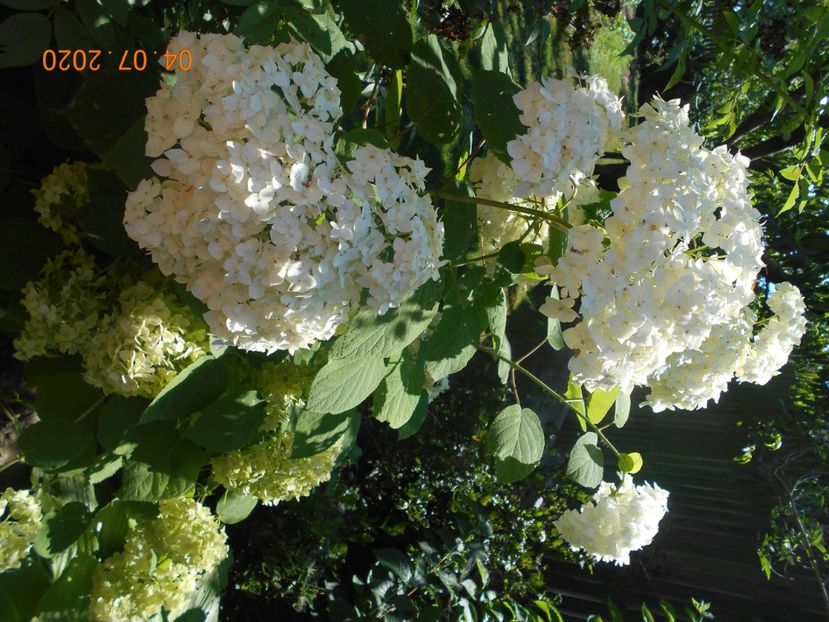  - 1Azalee-rhododendroni-heleborusi-hortensii-hoste 2020