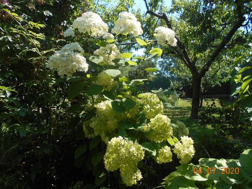  - 1Azalee-rhododendroni-heleborusi-hortensii-hoste 2020