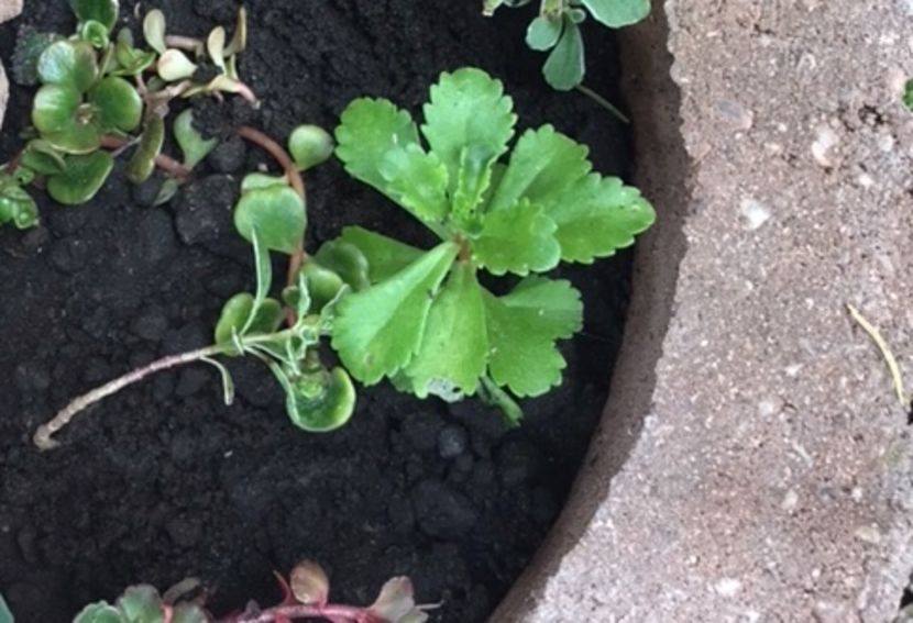 Sedum Kamtschaticum - Suculente