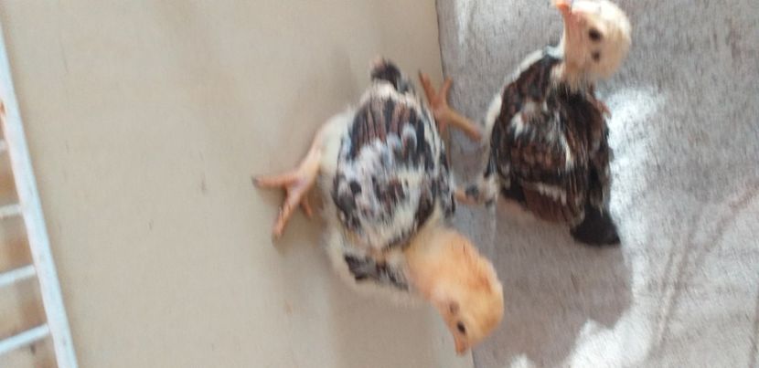  - Combatant indian talie mare