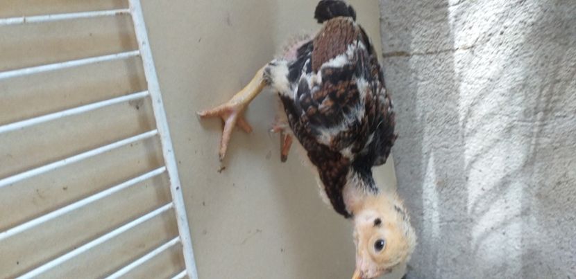  - Combatant indian talie mare