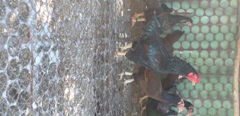  - CONTACT  0722580917