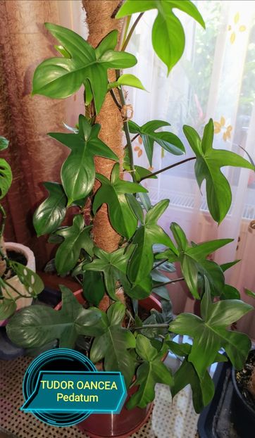 Philodendron Pedatum - Philodendron