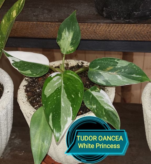 Philodendron White Princess - Philodendron